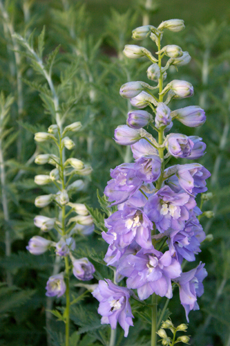 Delphinium Magic Fountains  Lavender White Bee (1110)